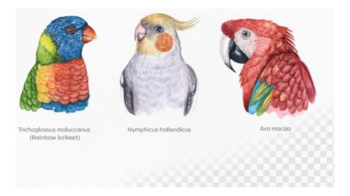 Kit Imágenes Digitales Loros Papagayos 24979800