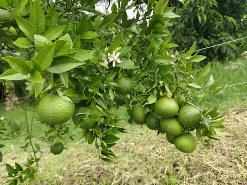 Vencambio Finca Excelente Ubicación. Fredonia
