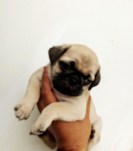 Cachorros Pug Machos