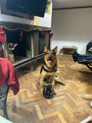 Perros Ovejeros Alemanes