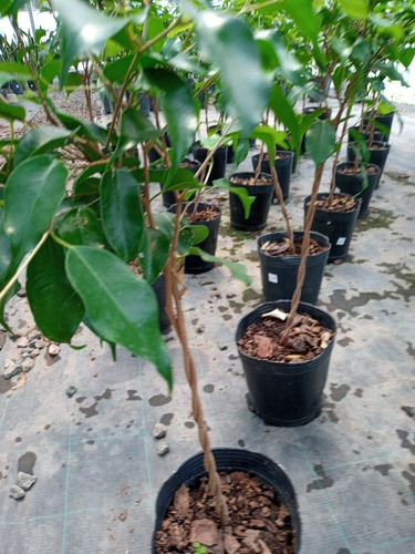 Ficus Trenzado H E R M O S O - Entrega Gratis Amba