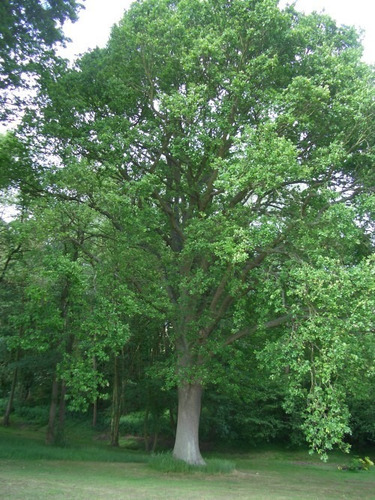 Semillas De Árbol Roble