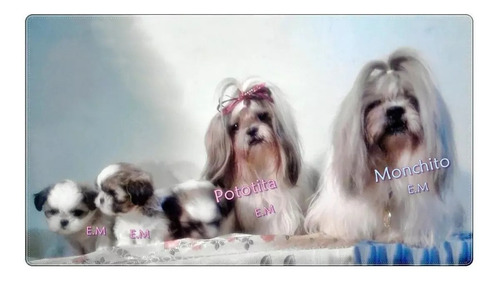 Shihtzu Puros Perritos Con Garantìa 350 Macho Y Hembra