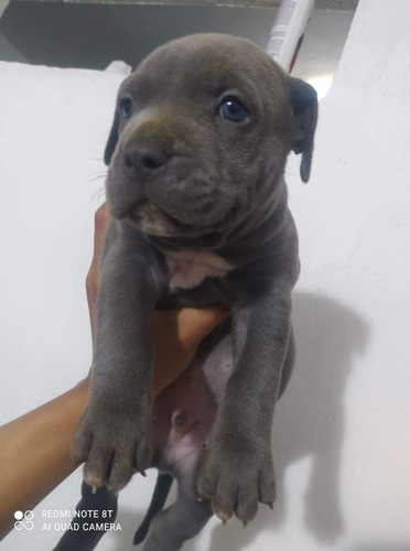 Pit Bull Blue Cachorros Finos