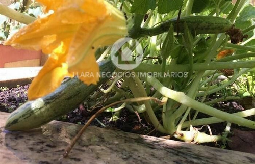 Imagem 17 de 30 de Casa À Venda No Bairro Horto Florestal - São Paulo/sp, Zona Norte - 180075