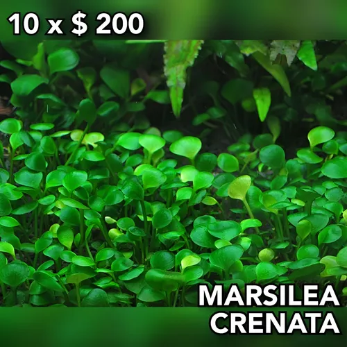 Marsilea Crenata Planta Acuario Plantado. 