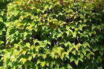 Comprar Semillas De Arbol De Plantas Raras 50 Semillas De Hiedra De