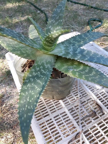 Imagen 2 de 3 de Planta De Aloe Vera Medicinal