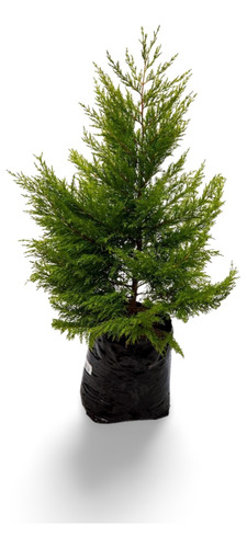 Planta Pino Juniperus Bonsai