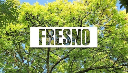 Semilla De Árbol De Fresno 