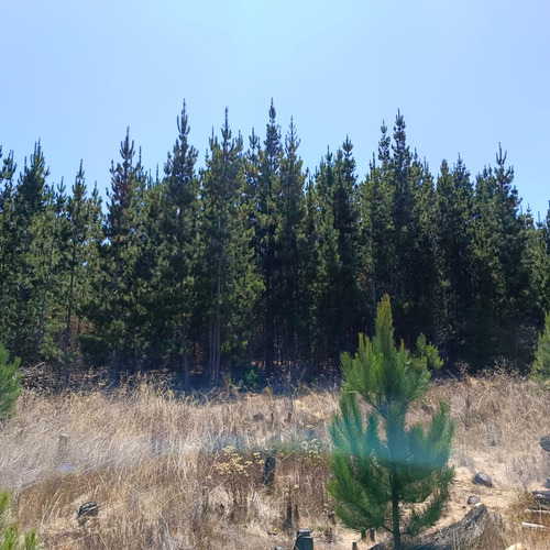 Parcela En Condominio Loma Verde 5.000 M2 Algarrobo