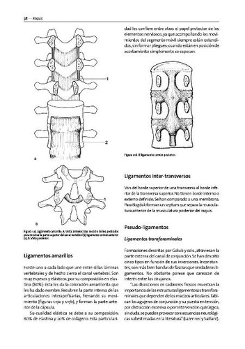 Método Maigne. Medicina Ortopédica Manual Dolor De Origen