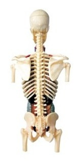 Imagen 3 de 4 de 4d Vision Human Anatomy Modelo Torso Humano Medio 26083