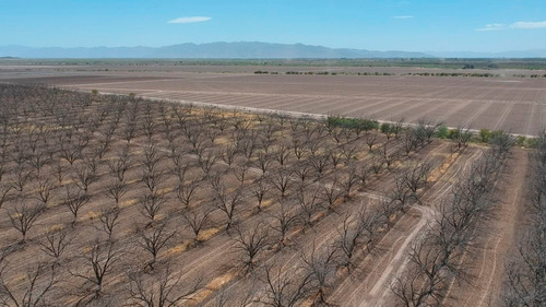 Terreno Con Nogales En Venta En San Pedro De Las Colonias, Coahuila