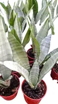 Comprar Sansevieria Moonshine - Sanseviera Colección - Maceta 12 