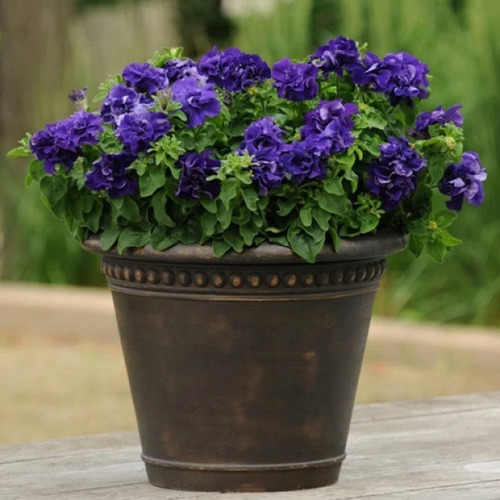 100 Semillas De Petunia Blue 