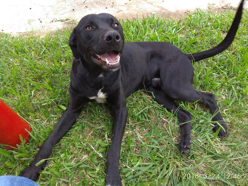 Hermoso Perro En Adopción