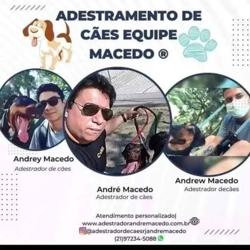 Adestramento E Educação Completa De Filhotes Rj