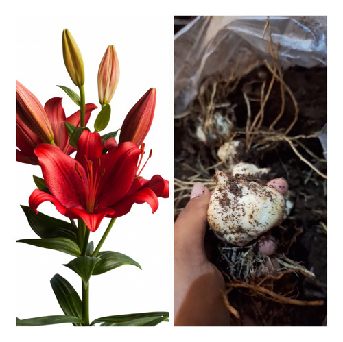 Bulbos De Lilium Importados Desde Holanda, Pack 12 Unidades 