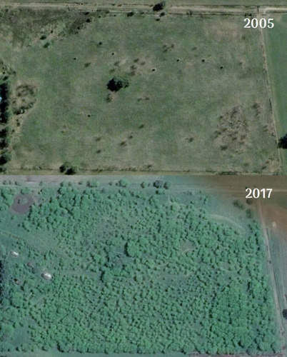 Imagen 7 de 10 de Lote De 5000m2 Con Forestación Cerca De Buenos Aires
