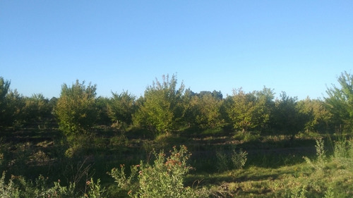 Finca De 6 Hectáreas Sobre Ruta En San Rafael, Mendoza..!!!
