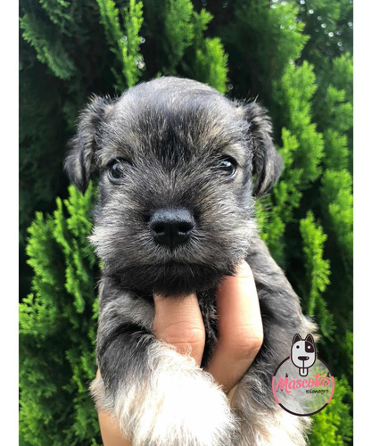 Imagen 1 de 5 de Espectaculares Cachorros Schnauwzer Mini Mascotas Rionegro