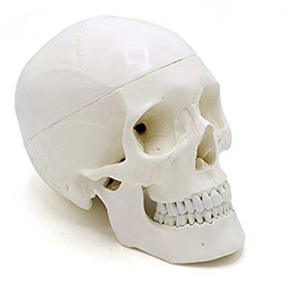 Cráneo Humano Adulto Modelo Anatómico, De Calidad Médica, De