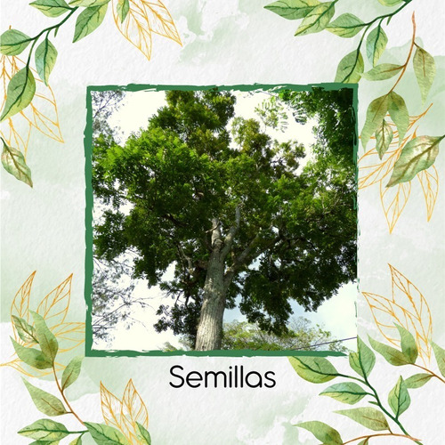 500 Semillas De Árbol Cedro Rosado