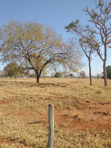 Imagem 7 de 13 de Fazenda Para Pecuária A Venda Na Região De Itapagipe / Campina Verde-mg, Com 57,5 Alqueirao, Benfeitorias Completas, Rio E Represa - Fa00395 - 70075361