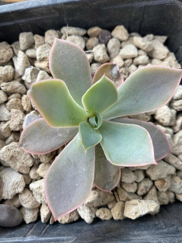 Imagen 5 de 5 de Echeveria Cante - Planta Desde Semilla No Cactus