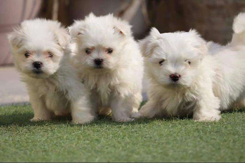 Cachorros Bichon Maltes