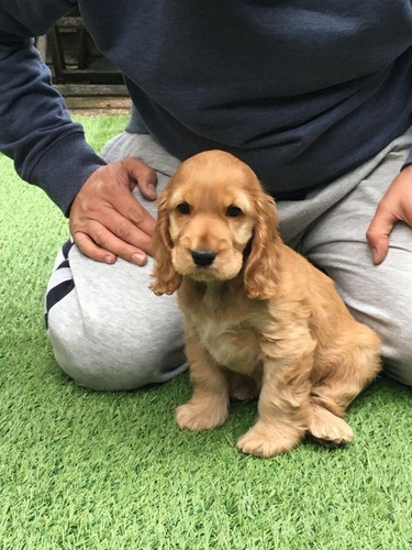 Cocker Spaniel Inglés Excelente Ejemplar (Usado)