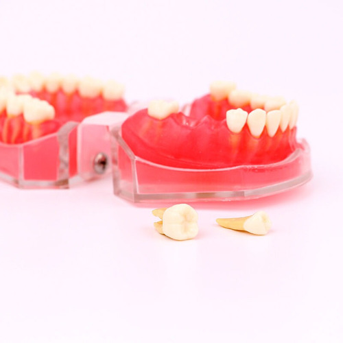 Ortodoncia Plástica Con 28 Dientes Dentales 4004# Modelo Ext