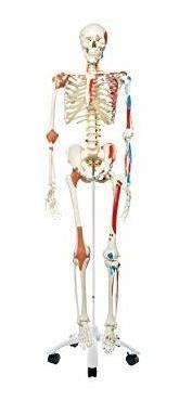 3b Scientific A13 Sam The Super Skeleton W/ Pelvic Roller St
