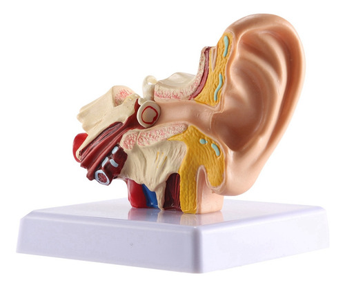 Modelo De Anatomía Del Oído Humano 1.5x, Oído Interno De Esc