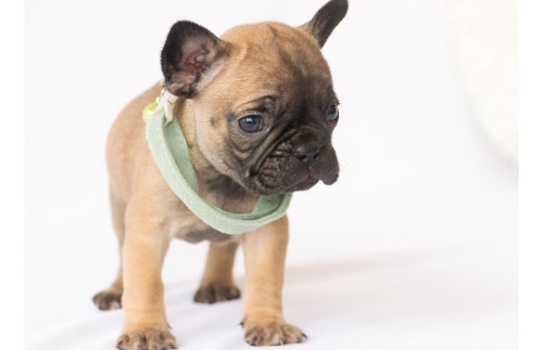 Bulldog Frances Macho Fawn.