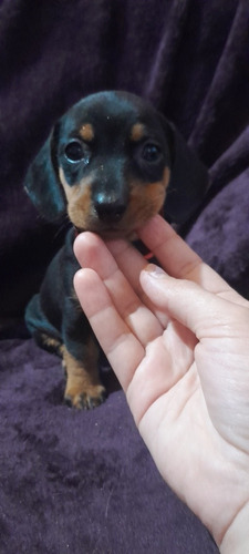 Imagen 4 de 10 de Perros Salchichas Cachorros Mini