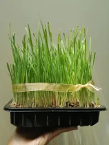 Comprar Cat Grass | Pasto Para Gatos | Único Mix De Cereales |