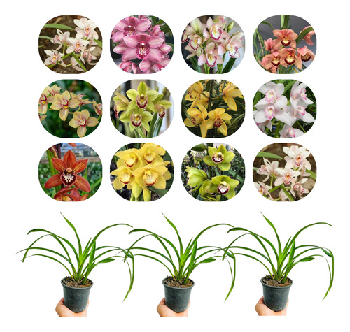 Mudas De Orquidea Cymbidium Kit C/6 Com Vaso