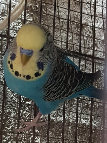 Hermosos Periquitos Australianos
