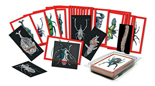 Set De Rayos-x E Imágenes De Insectos Roylco (r-5912)
