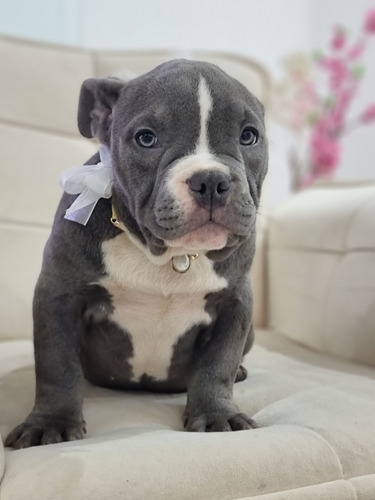 Filhote De American Bully 