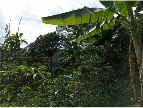 Vendo Finca De 18 Cuadras Para Ganado Y Cerdos A 15 Minutos D Fredonia