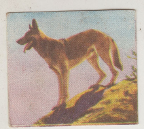 1954 Cine Figurita Perro Rin Tin Tin Album Aguila Uruguay 