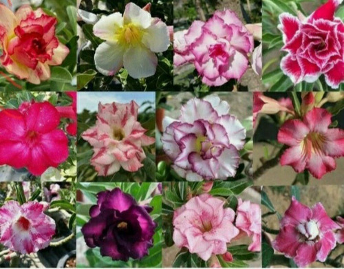 Imagem 2 de 10 de Semente Rosa Do Deserto Mix Cores 100 Adenium Frete Grátis