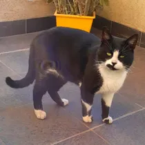 Comprar Gato Blanco Y Negro En Adopcion Responsable