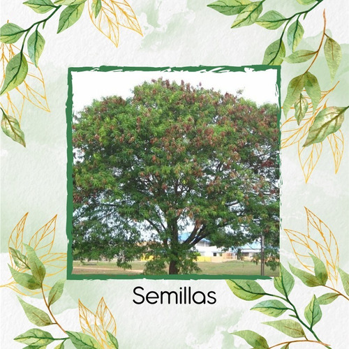 4.000 Semillas De Árbol Acacia Forrajera