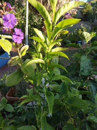 Planta Dama De La Noche