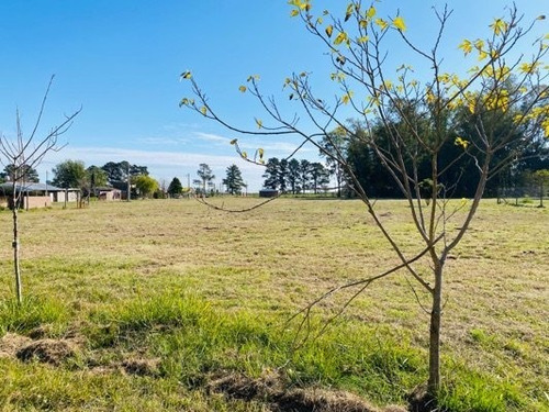 Vendo Lotes En Andino Arboles Añejos Ideal Para Turistas