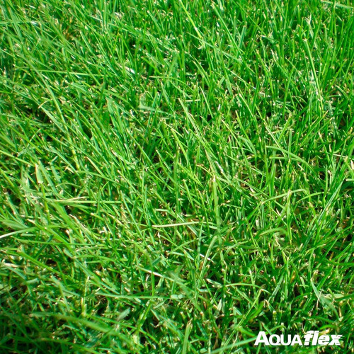 Imagen 2 de 5 de Semilla Cesped Jardin Todo El Año X 1000gr Aquaflex